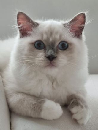 Dieses hübsche Ragdollmädchen aus unserer Zucht ist nun