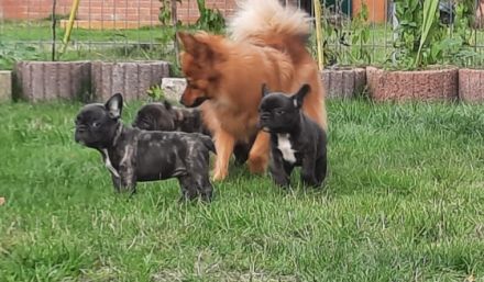 Am 12.09. hat meine Hündin 6 Welpen auf natürlichem Weg