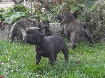 Am 12.09. hat meine Hündin 6 Welpen auf natürlichem Weg