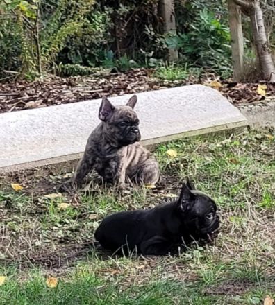 Am 12.09. hat meine Hündin 6 Welpen auf natürlichem Weg