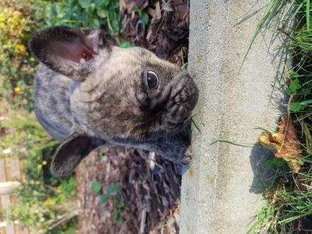 Am 12.09. hat meine Hündin 6 Welpen auf natürlichem Weg