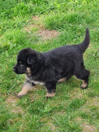 Noch ein bezaubernder DSH Welpe zu haben: Weibchen,