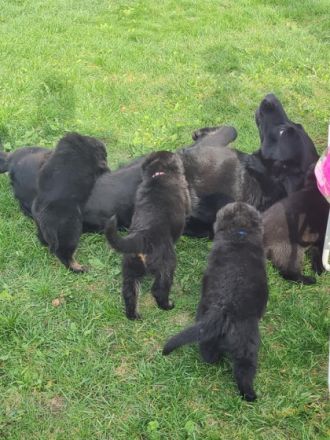 Noch ein bezaubernder DSH Welpe zu haben: Weibchen,