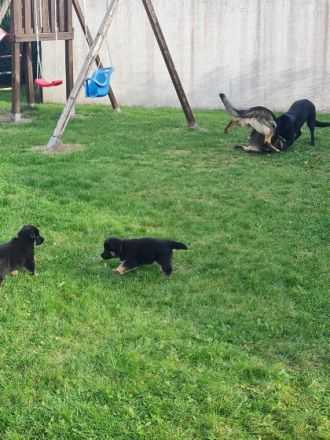 Noch ein bezaubernder DSH Welpe zu haben: Weibchen,