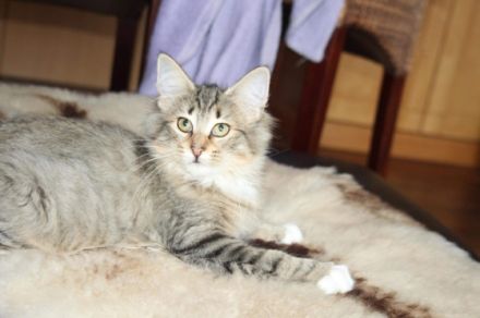 Unsere süße Mimosa sucht noch das perfekte neue