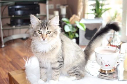 Unsere süße Mimosa sucht noch das perfekte neue