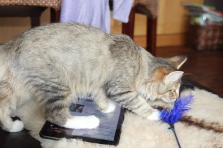 Unsere süße Mimosa sucht noch das perfekte neue