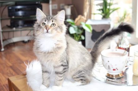 Unsere süße Mimosa sucht noch das perfekte neue