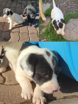 wir suchen für unsere 4Welpen ab dem 09.12.22 ein zu