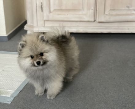 Ich biete Welpen von einem wunderschönen Paar zum