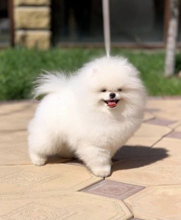 Ich biete Welpen von einem wunderschönen Paar zum