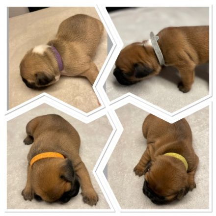 Hallo Ihr Lieben, unsere Hündin Lilly wurde um den 19