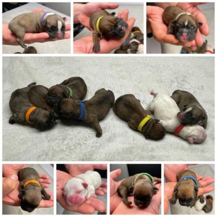 Hallo Ihr Lieben, unsere Hündin Lilly wurde um den 19