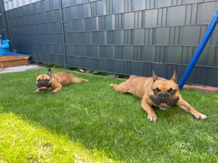 Hallo Ihr Lieben, unsere Hündin Lilly wurde um den 19