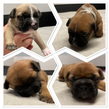 Hallo Ihr Lieben, unsere Hündin Lilly wurde um den 19