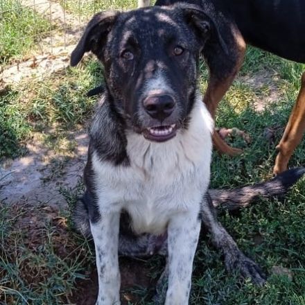 ELIAS, männlich, noch in Griechenland