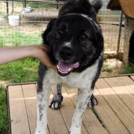 ELIAS, männlich, noch in Griechenland