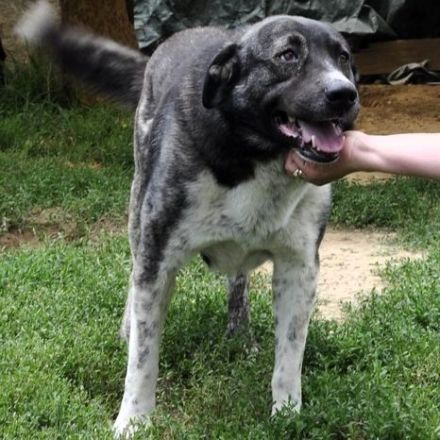 ELIAS, männlich, noch in Griechenland