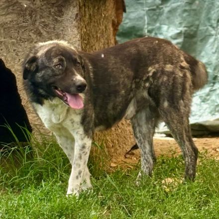 ELIAS, männlich, noch in Griechenland