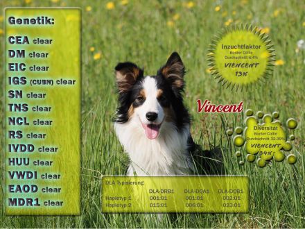 Boder Collie Deckrüde Vincent