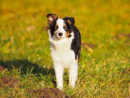 Boder Collie Deckrüde Vincent