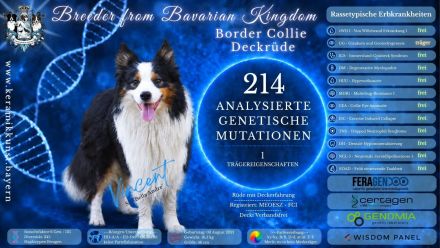 Boder Collie Deckrüde Vincent