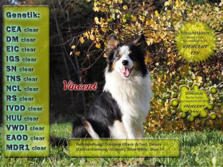 Boder Collie Deckrüde Vincent