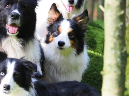 Boder Collie Deckrüde Vincent