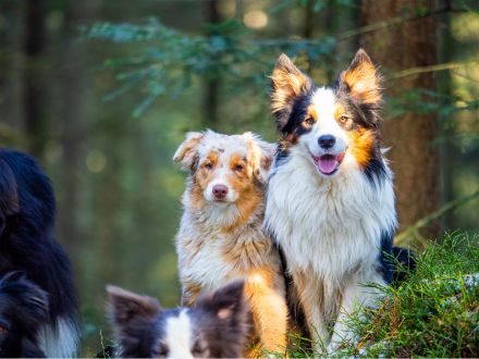 Boder Collie Deckrüde Vincent
