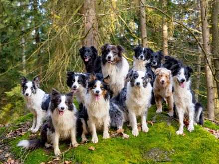 Deckrüde Border Collie Azzuro
