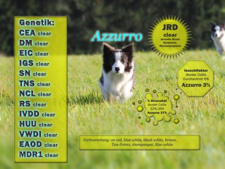 Deckrüde Border Collie Azzuro
