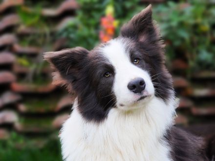 Deckrüde Border Collie Azzuro