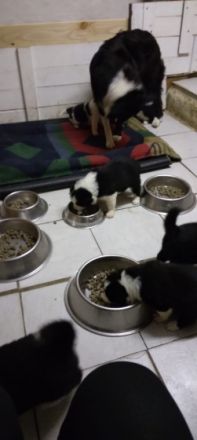 Der "Altmärker Neuhof " verkauft ab 10.12. Border