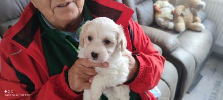 Pudel, Mischlingswelpen