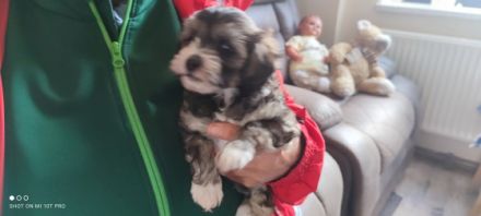 Pudel, Mischlingswelpen