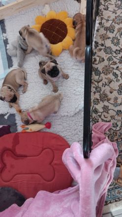 Unsere 3j junge mopshündin kira beige u king lui v