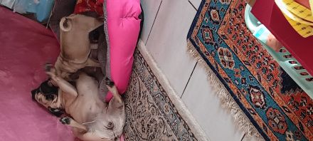 Unsere 3j junge mopshündin kira beige u king lui v