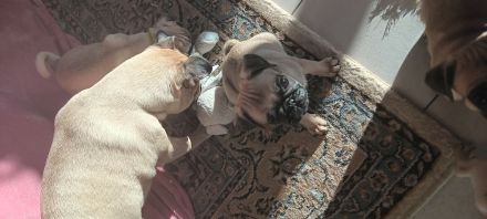 Unsere 3j junge mopshündin kira beige u king lui v