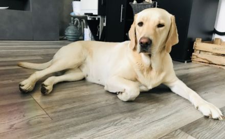 Herzlich Willkommen …. Unsere süßen haben am 12.10. das