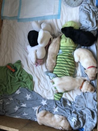 Herzlich Willkommen …. Unsere süßen haben am 12.10. das