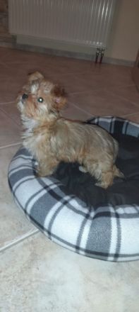 Ich bin jetzt 12 Wochen alt und eine agile,