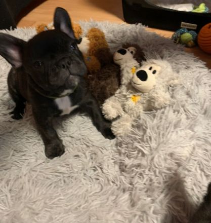 Am 08.09.2022 hat unsere hündin 4 gesunde Rüden normal