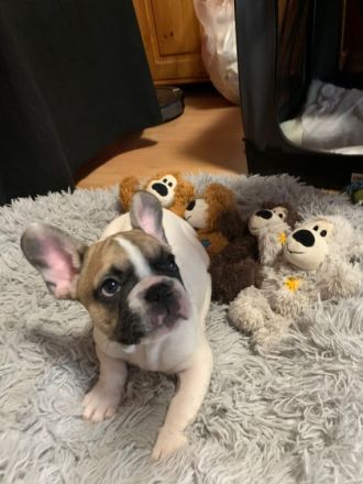 Am 08.09.2022 hat unsere hündin 4 gesunde Rüden normal