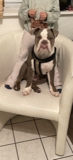 Hallo auf diesem Weg möchte ich meinen Hund verkaufen