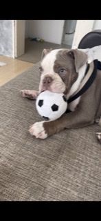 Hallo auf diesem Weg möchte ich meinen Hund verkaufen