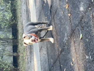 Hallo auf diesem Weg möchte ich meinen Hund verkaufen