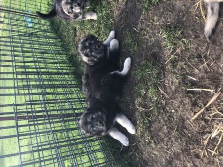 Hallo liebe Hundefreunde, am 27.08.2022 hat unsere