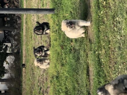 Hallo liebe Hundefreunde, am 27.08.2022 hat unsere