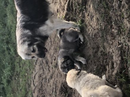 Hallo liebe Hundefreunde, am 27.08.2022 hat unsere