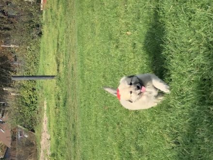 Hallo liebe Hundefreunde, am 27.08.2022 hat unsere